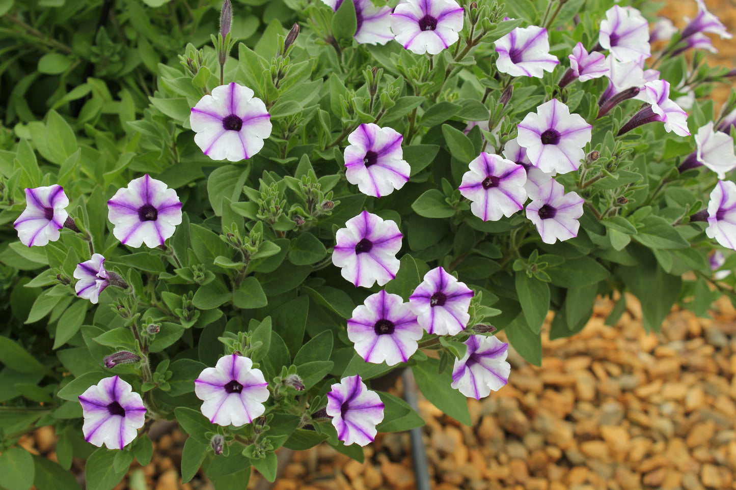 Petunia hybrid Supertunia Mini Vista 'Violet Star Charm'
