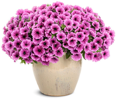 Petunia hybrid Supertunia Mini Vista 'Plum Veined' - NEW COMING SOON