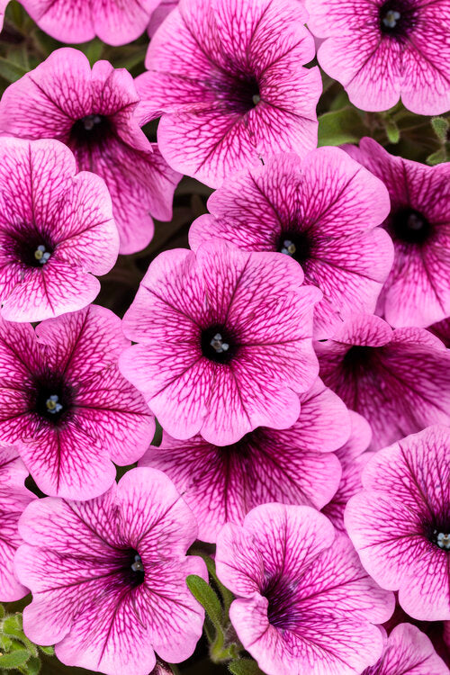 Petunia hybrid Supertunia Mini Vista 'Plum Veined' - NEW COMING SOON
