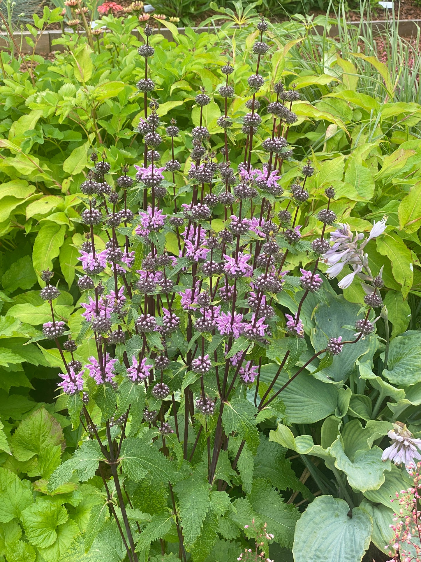 Phlomis tuberosa 'Prima Donna' - New