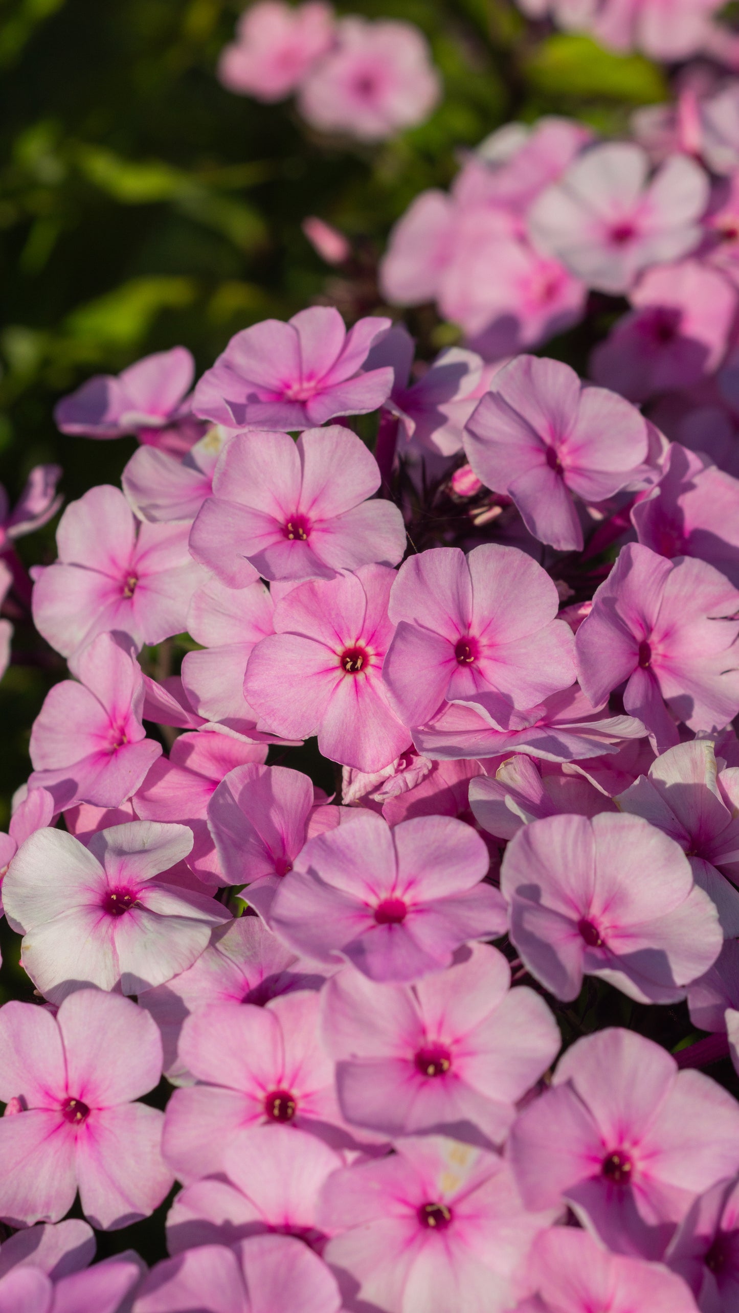 Phlox paniculata 'Famous Light Pink'