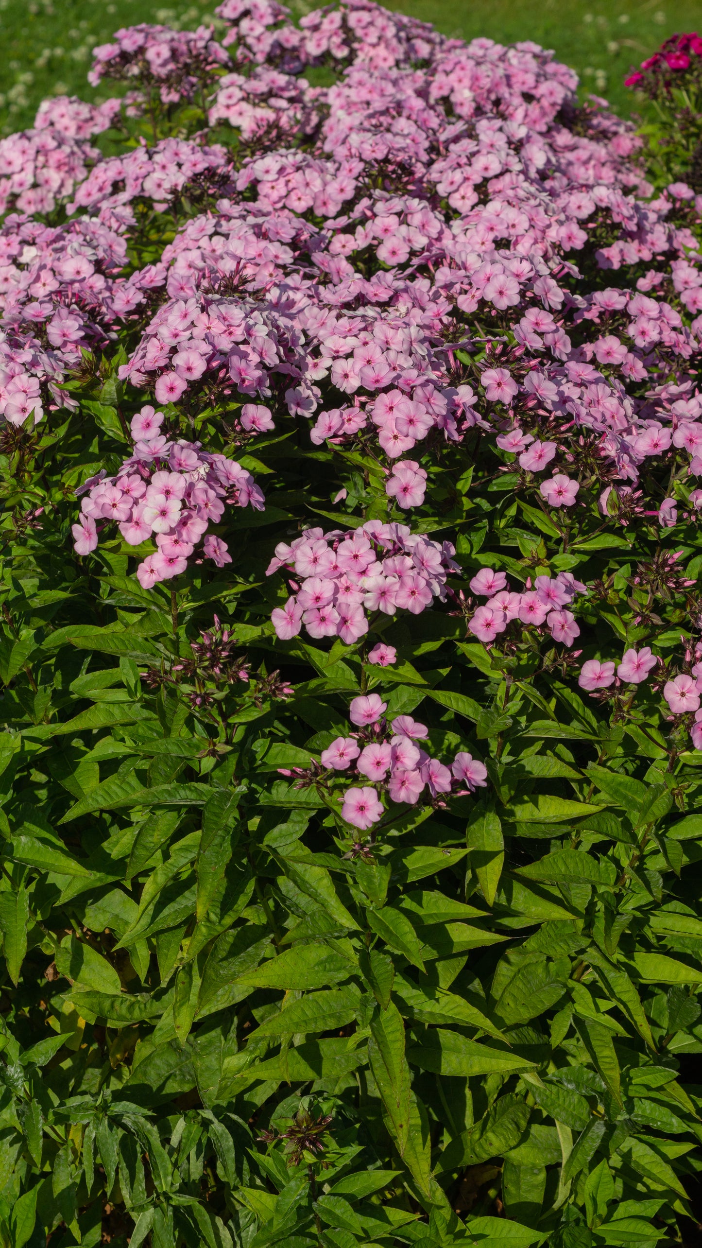 Phlox paniculata 'Famous Light Pink'