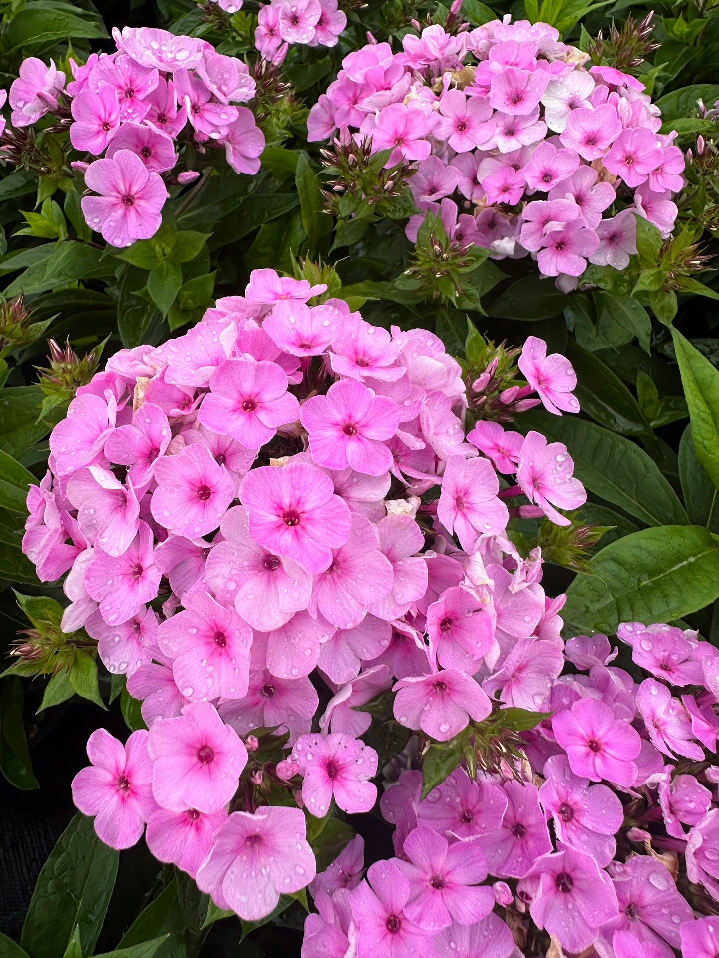 Phlox paniculata 'Famous Light Pink'