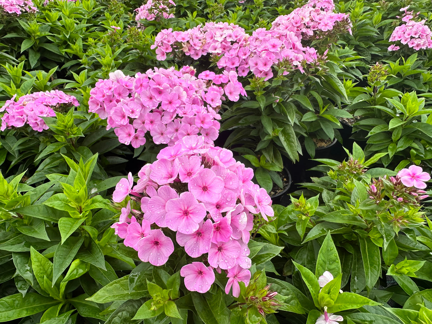 Phlox paniculata 'Famous Light Pink'