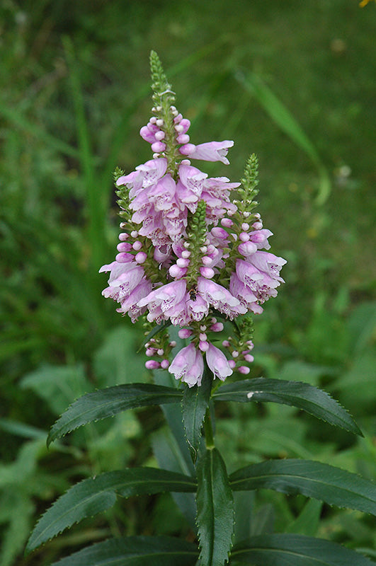 Physostegia virginiana 'Rose Queen'