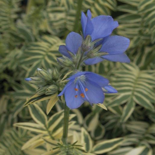 Polemonium caeruleum 'Brise D'Anjou' - NEW