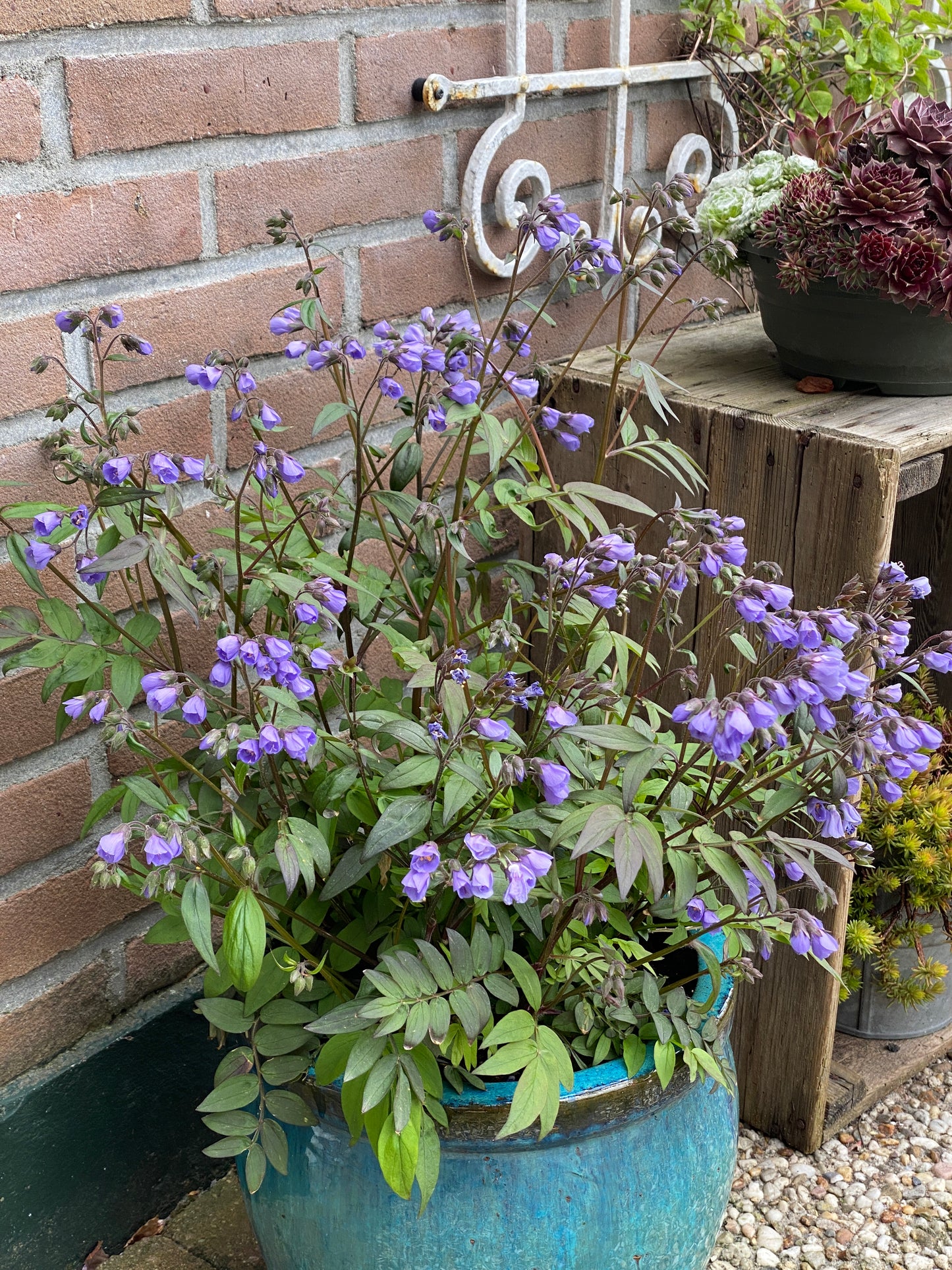 Polemonium yezoense 'Heaven Scent'