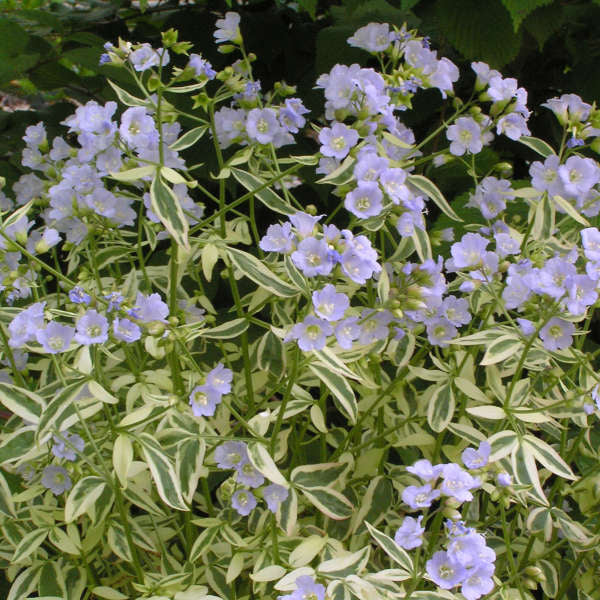 Polemonium reptans 'Stairway to Heaven'