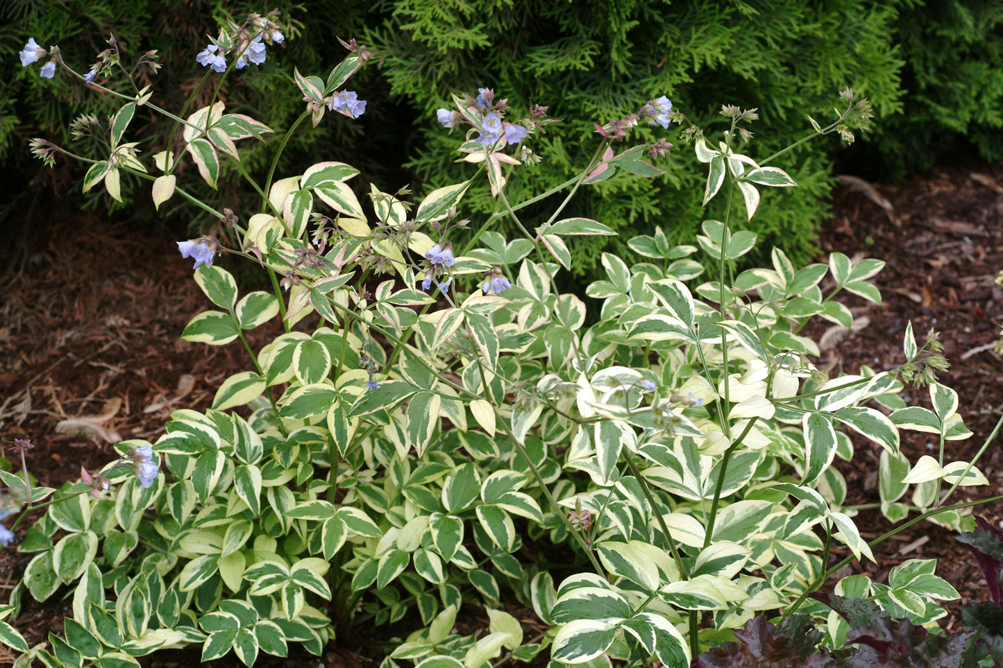 Polemonium reptans 'Stairway to Heaven'