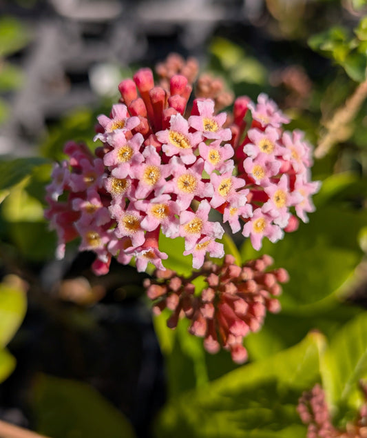 Rondeletia amoena - NEW
