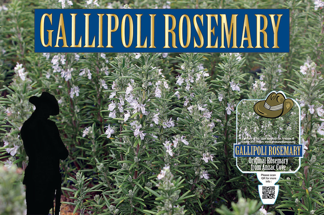 Rosmarinus officinalis 'Gallipoli'