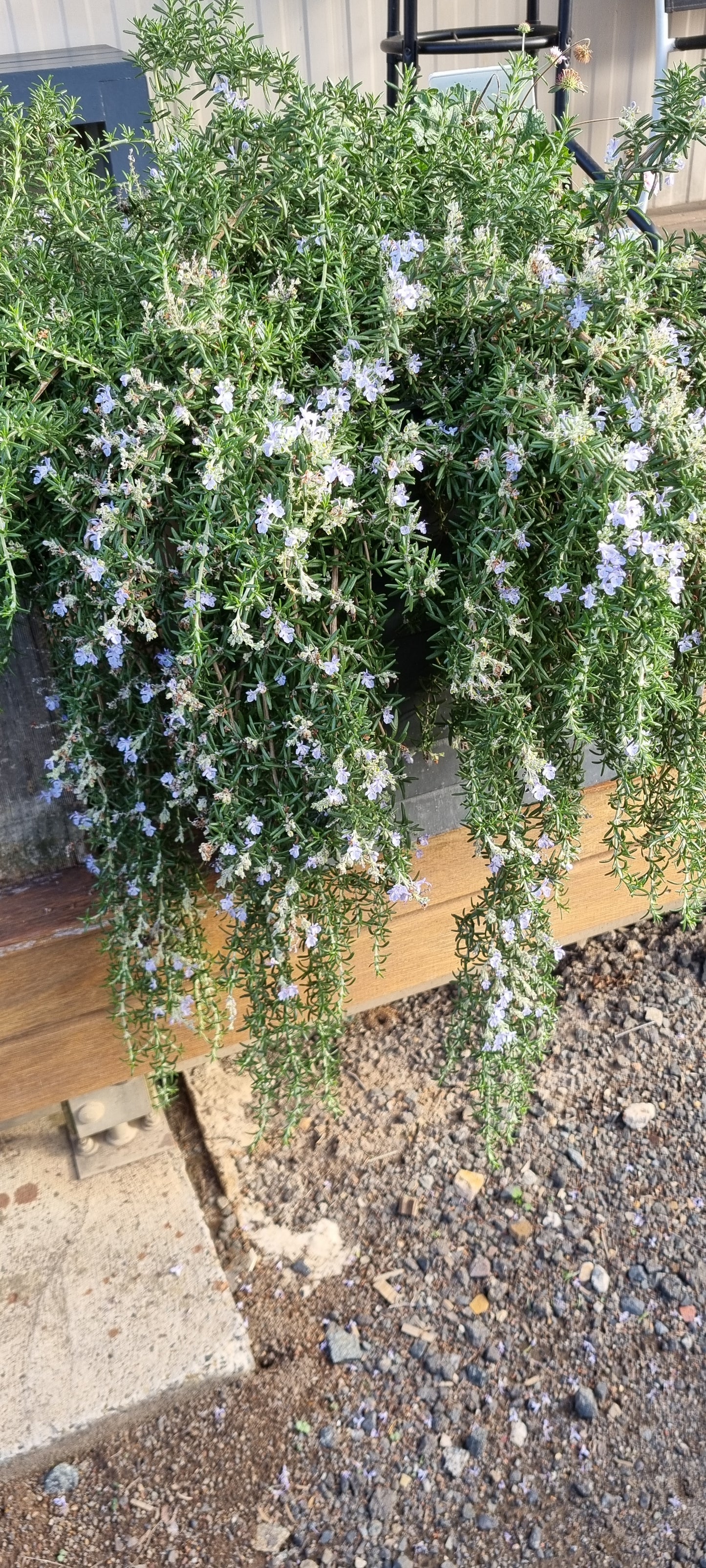 Rosmarinus officinalis 'Irene' - NEW