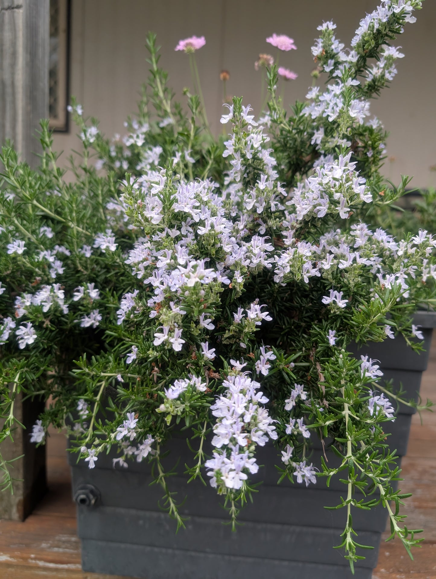 Rosmarinus officinalis 'Irene' - NEW