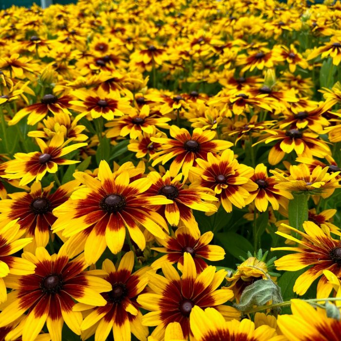 Rudbeckia x hybrida MiniBeckia Flame - NEW