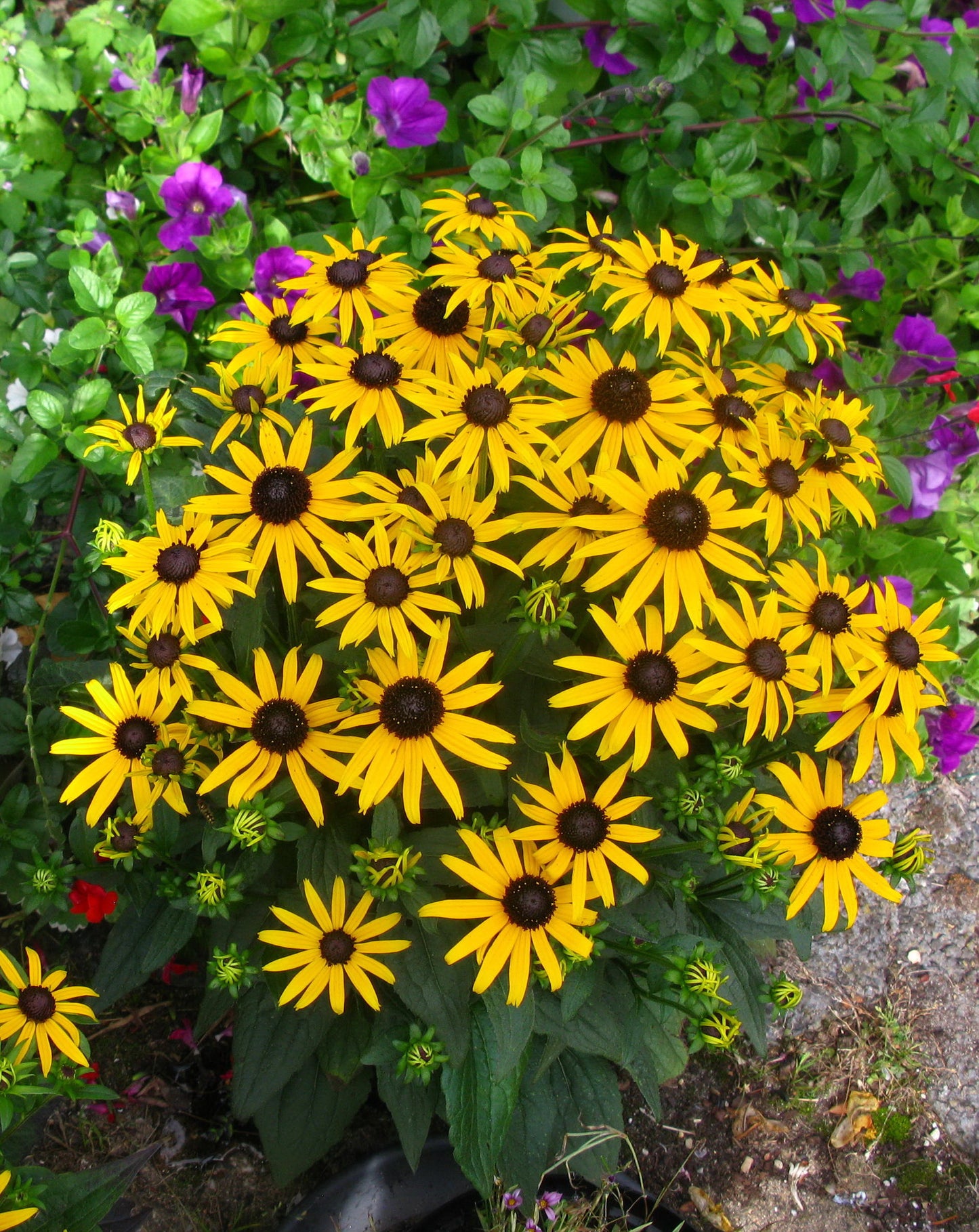Rudbeckia fulgida 'Little Goldstar'