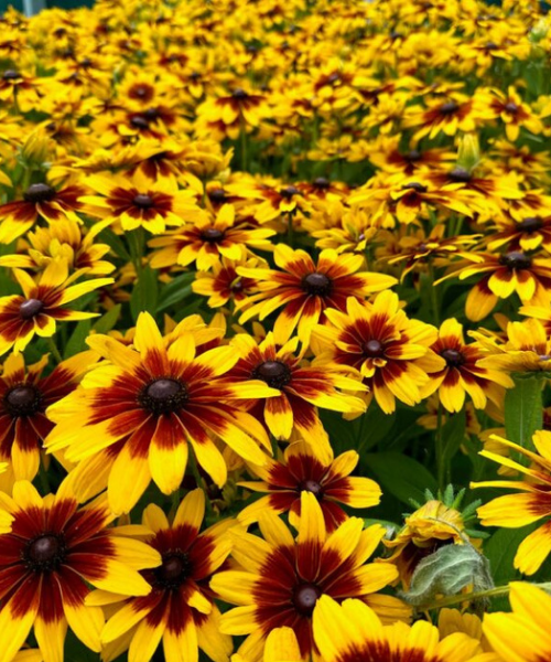Rudbeckia x hybrida MiniBeckia Flame - NEW