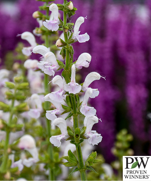 Salvia nemorosa x pratensis Fashionista 'Snow Kiss'