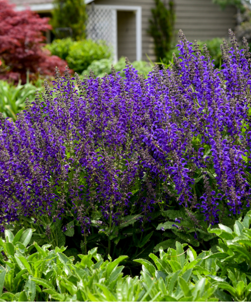 Salvia nemorosa x pratensis Fashionista 'Evening Attire'