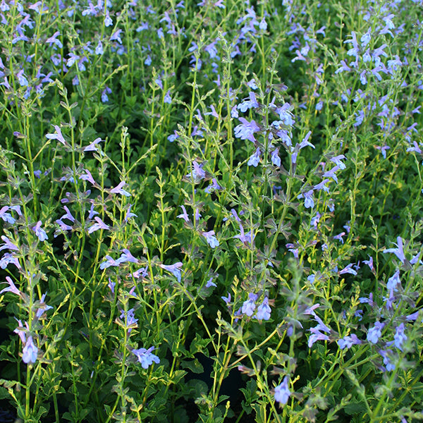 Salvia chamelaeagnea x scabra 'African Sky'