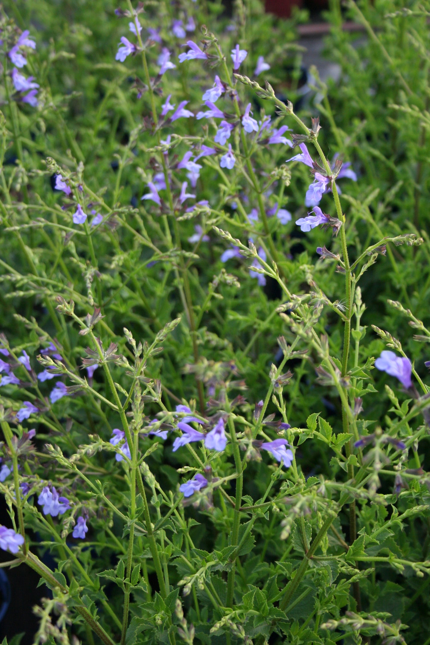 Salvia chamelaeagnea x scabra 'African Sky'