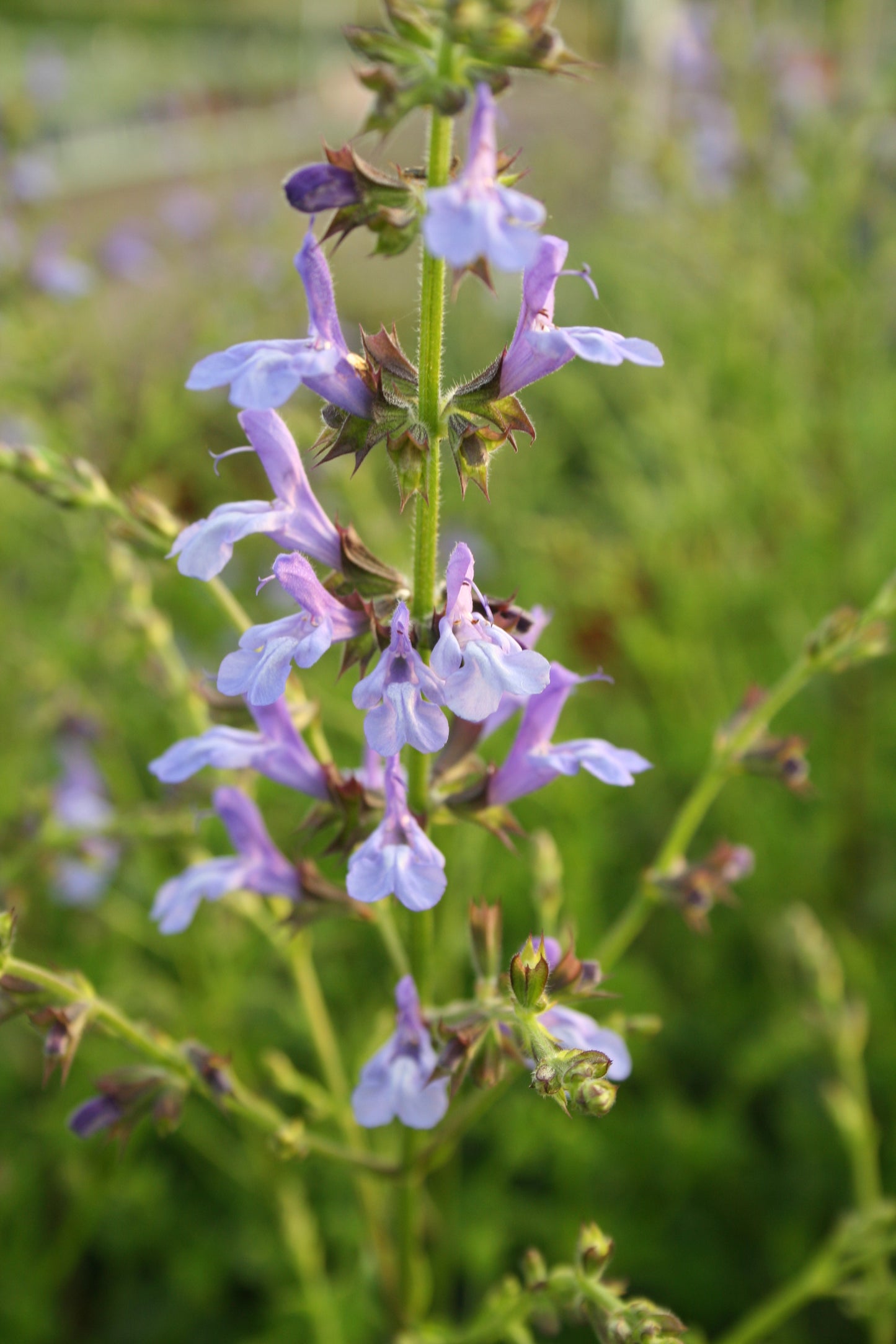 Salvia chamelaeagnea x scabra 'African Sky'