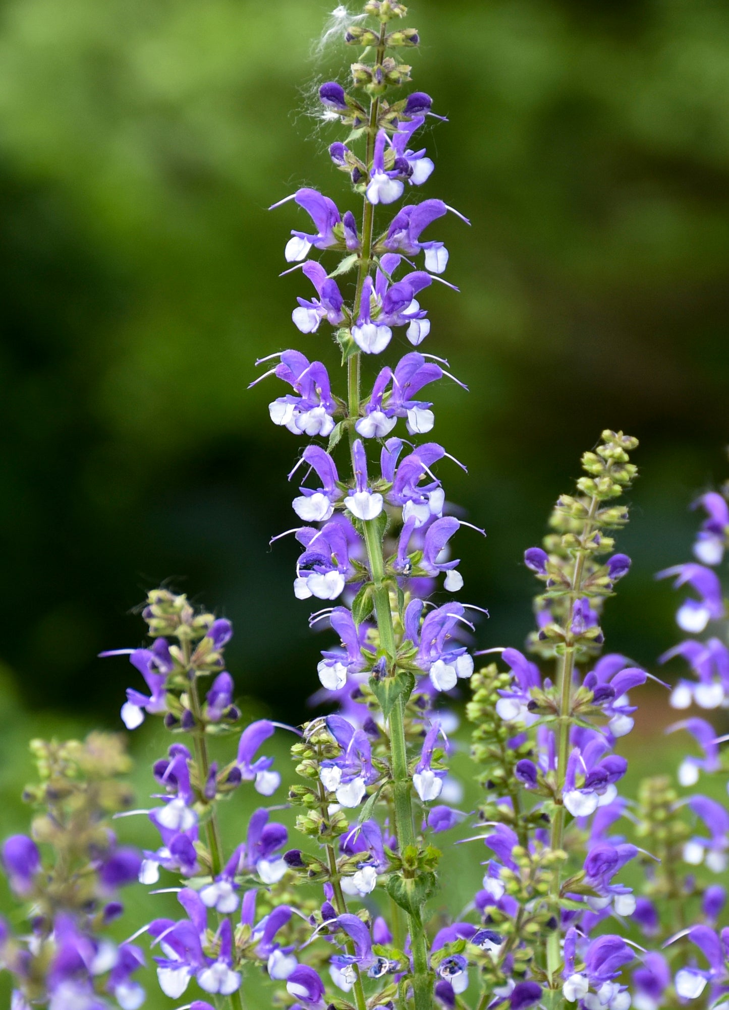 Salvia nemorosa x pratensis Fashionista 'Azure Snow'