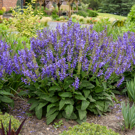 Salvia nemorosa 'Living Large Big Sky' - NEW