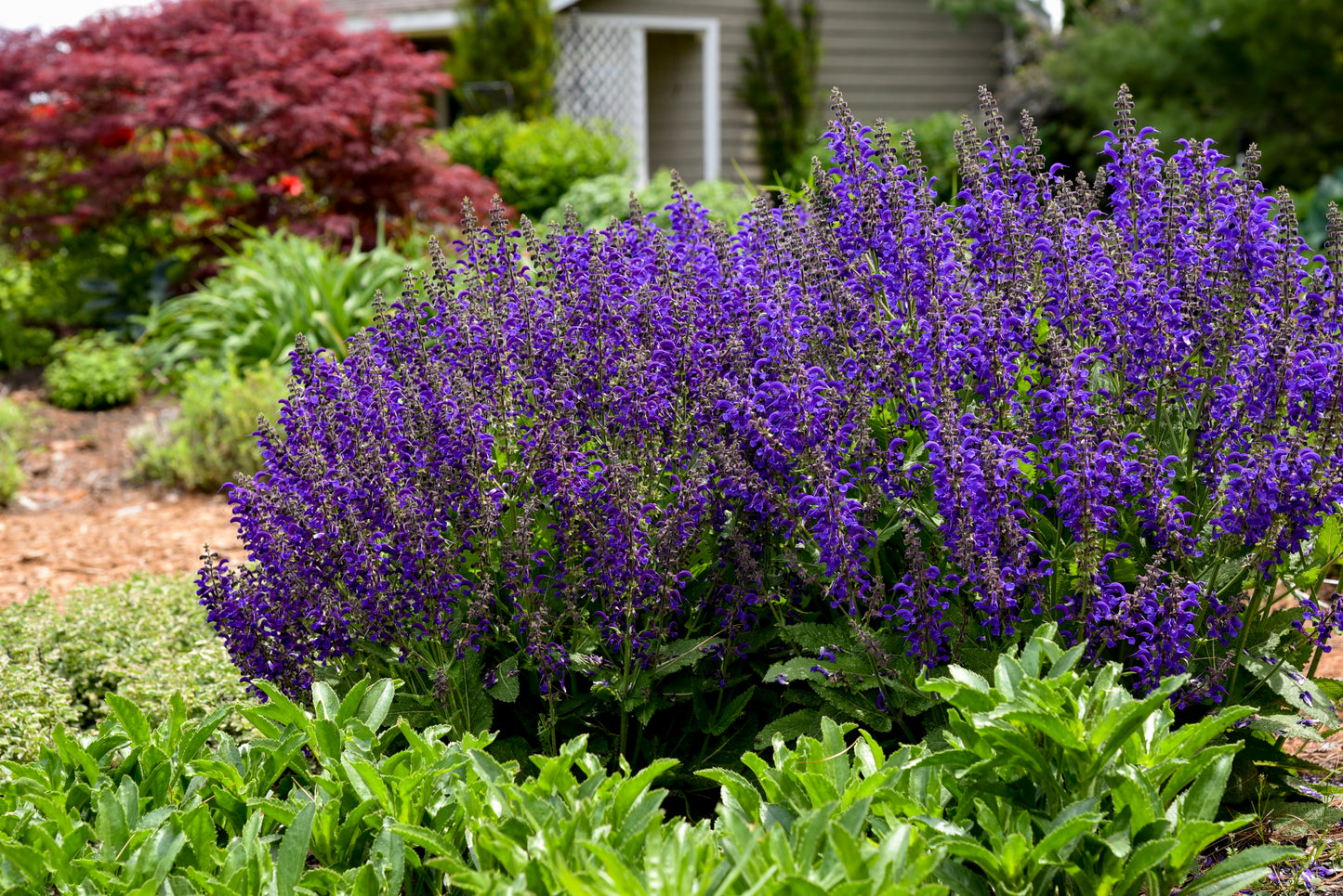 Salvia nemorosa x pratensis Fashionista 'Evening Attire'
