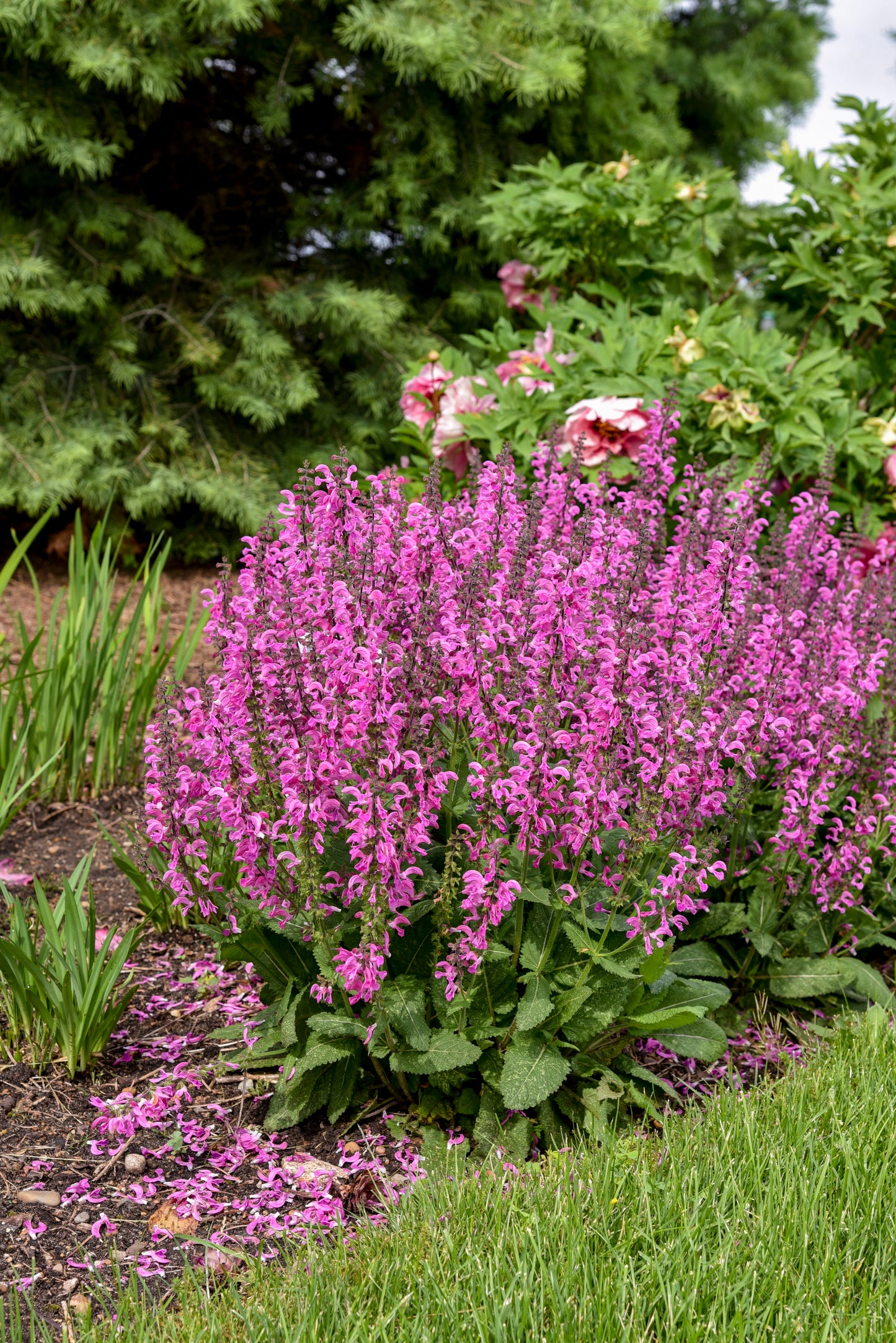Salvia nemorosa x pratensis Fashionista 'Moulin Rouge' - NEW