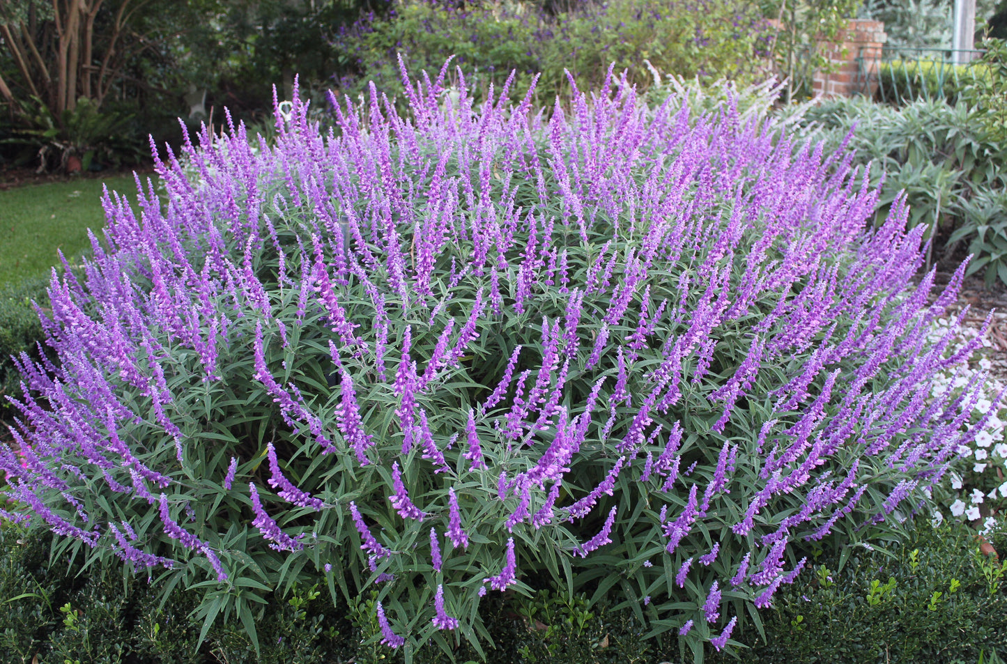 Salvia leucantha 'Santa Barbara' pbr