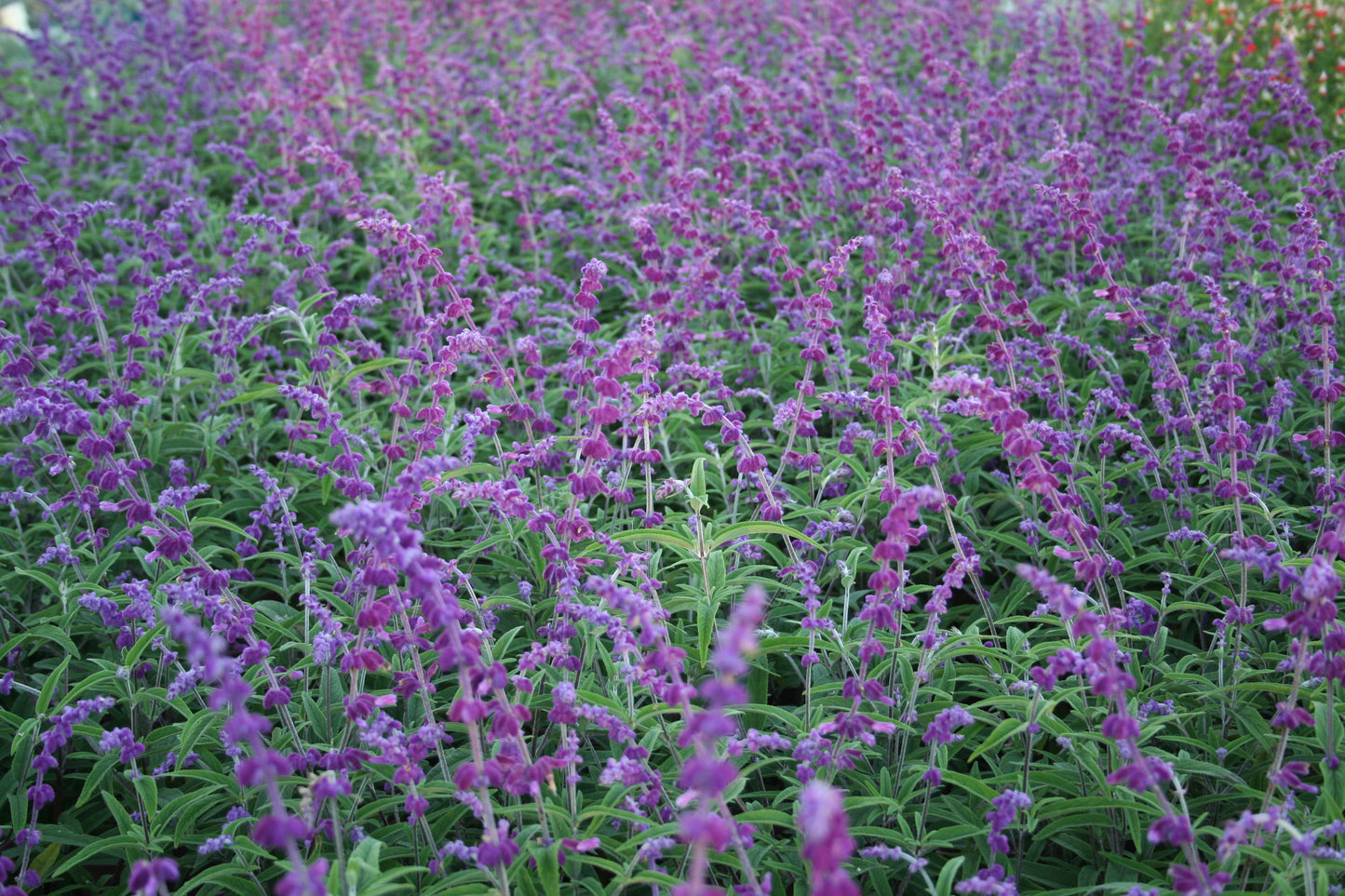Salvia leucantha 'Santa Barbara' pbr