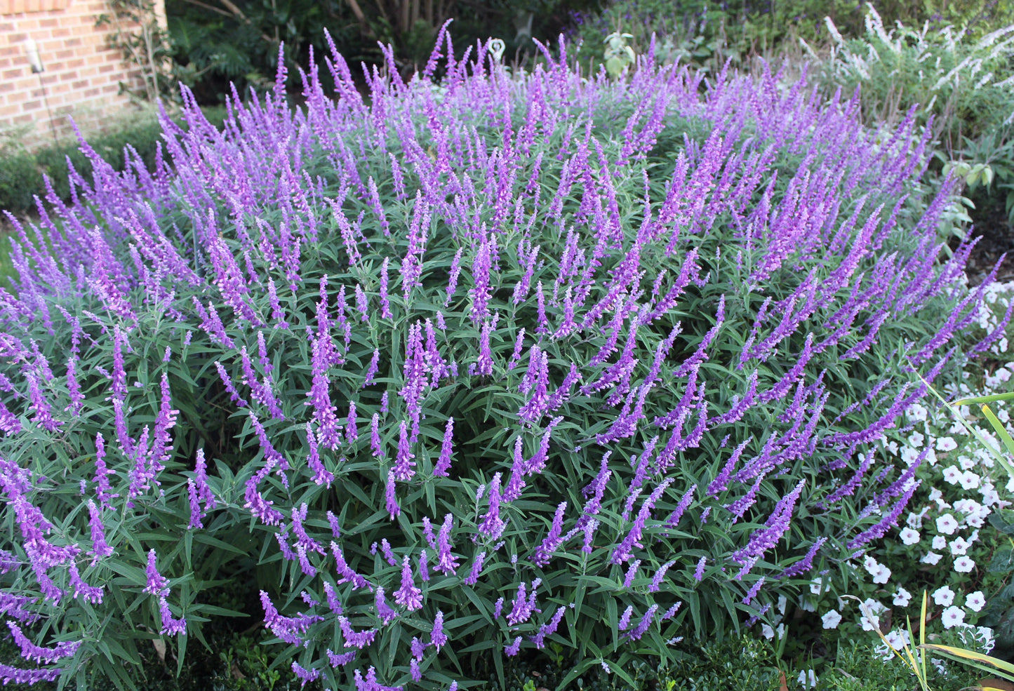 Salvia leucantha 'Santa Barbara' pbr