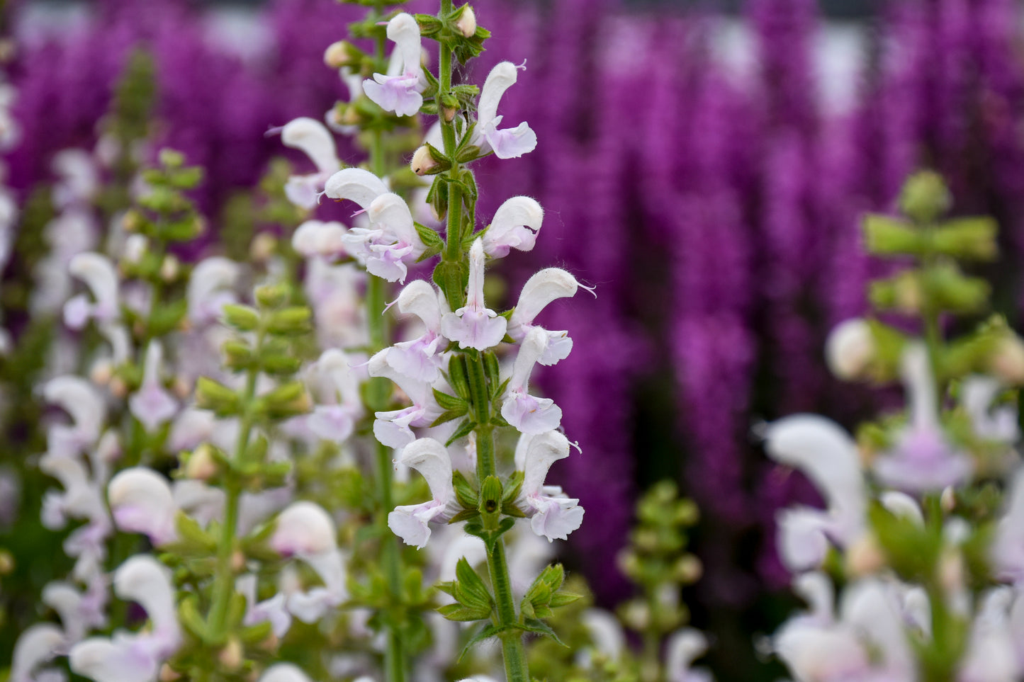 Salvia nemorosa x pratensis Fashionista 'Snow Kiss'