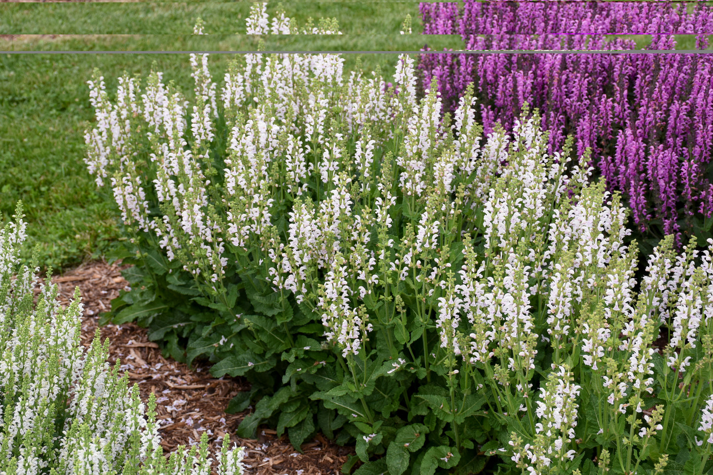 Salvia nemorosa x pratensis Fashionista 'Snow Kiss'