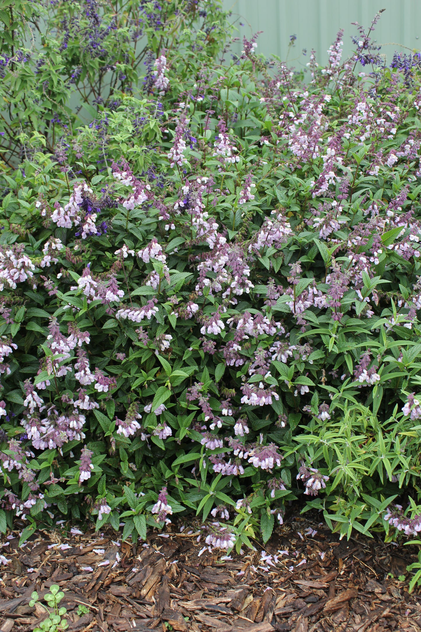 Salvia mexican × guaranitica 'Waverley'