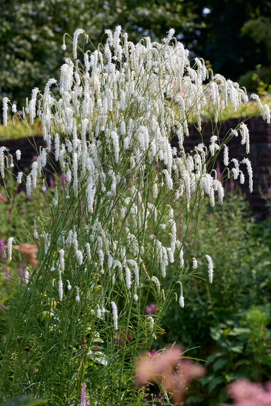 Sanguisorba tenuifolia 'All Time High' - NEW