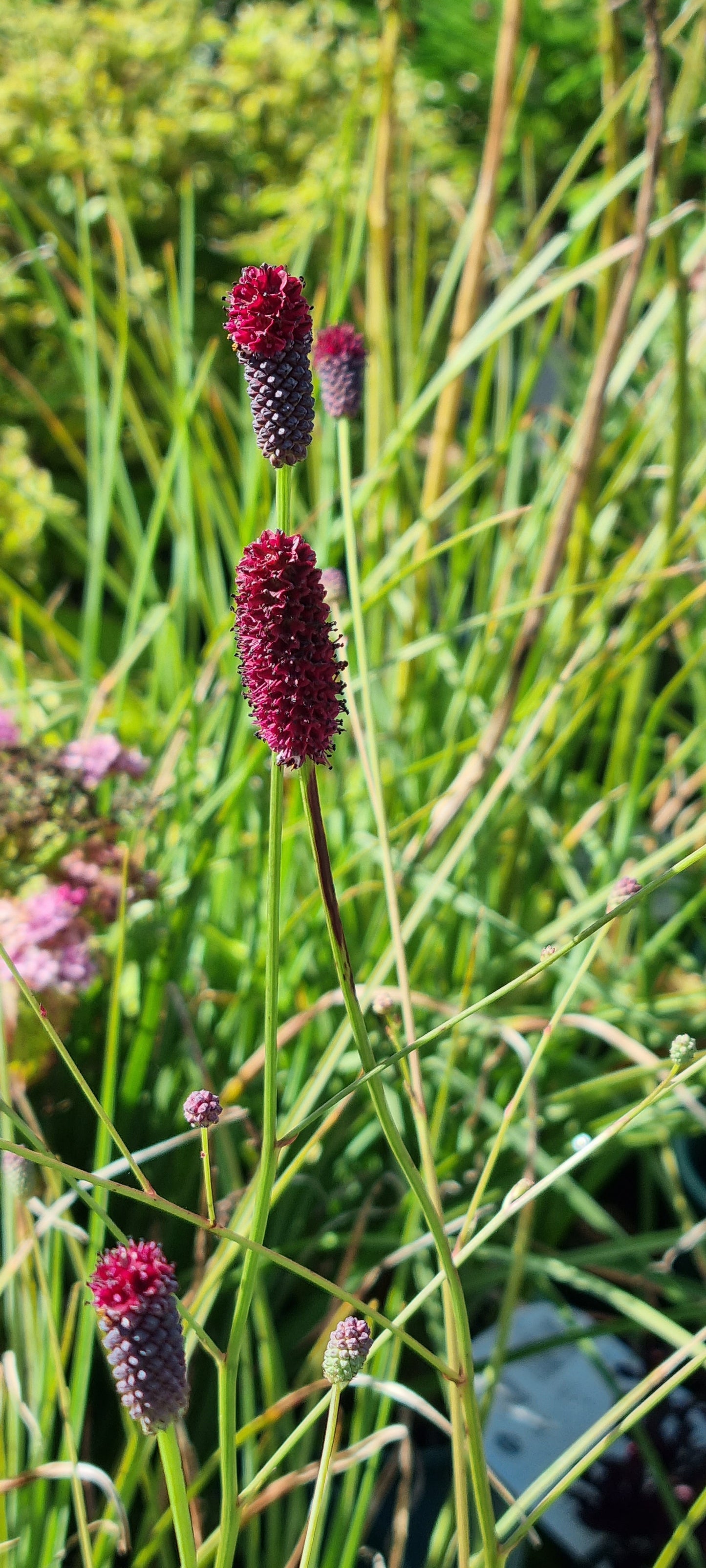 Sanguisorba officinalis 'Plum Drops' - NEW