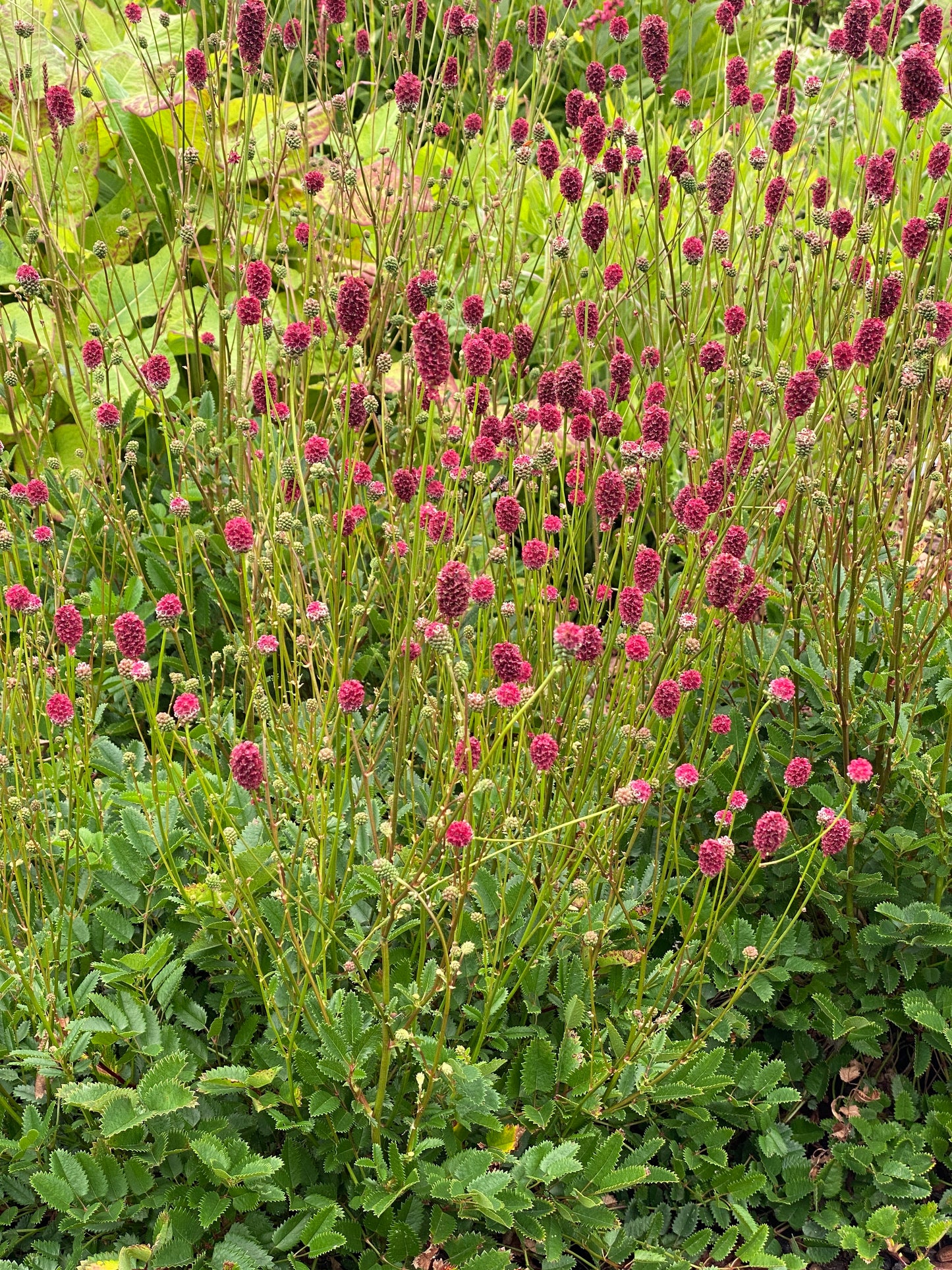 Sanguisorba officinalis 'Proud Mary' - NEW
