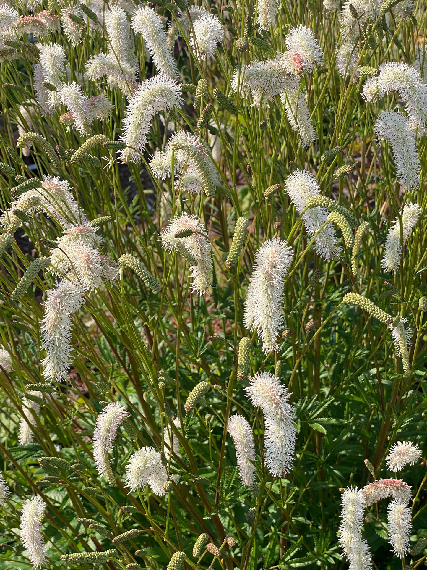 Sanguisorba hakusanensis 'White Brushes' - NEW