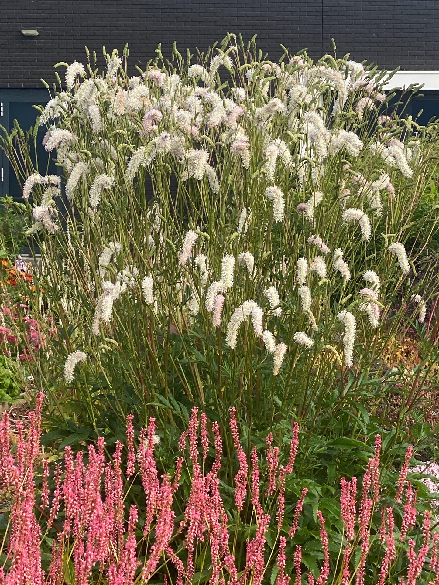 Sanguisorba hakusanensis 'White Brushes' - NEW