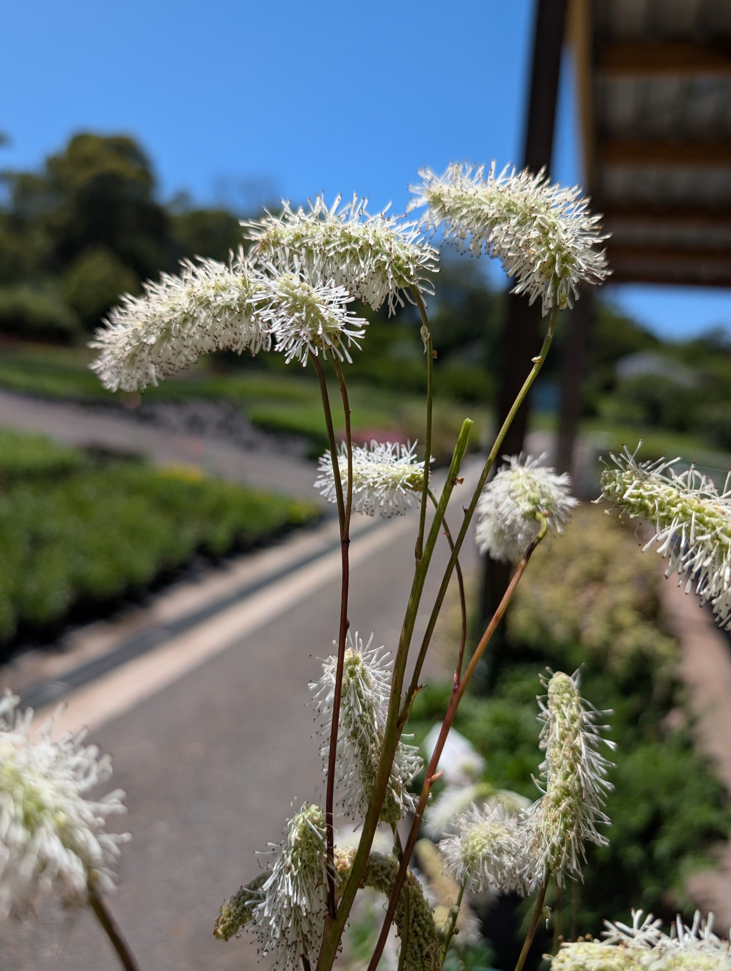 Sanguisorba hakusanensis 'White Brushes' - NEW