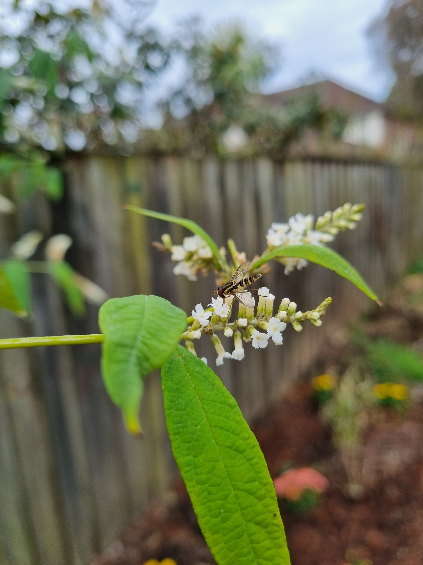 Buddleja asiatica 'Spring Promise'