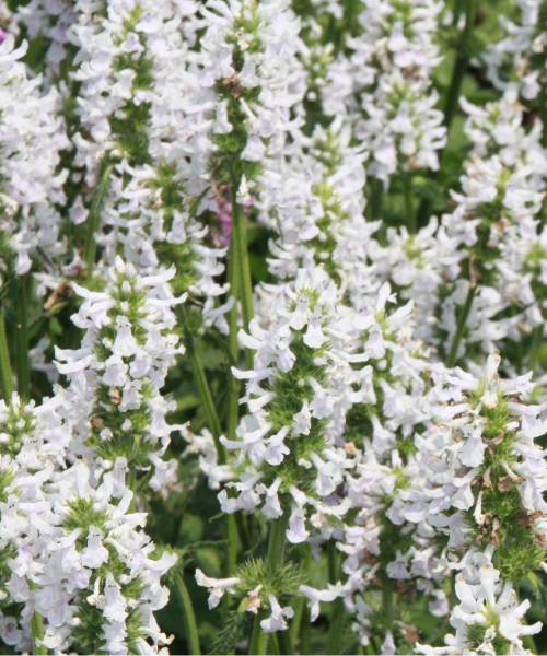 Stachys officinalis 'Summer Snowcone'