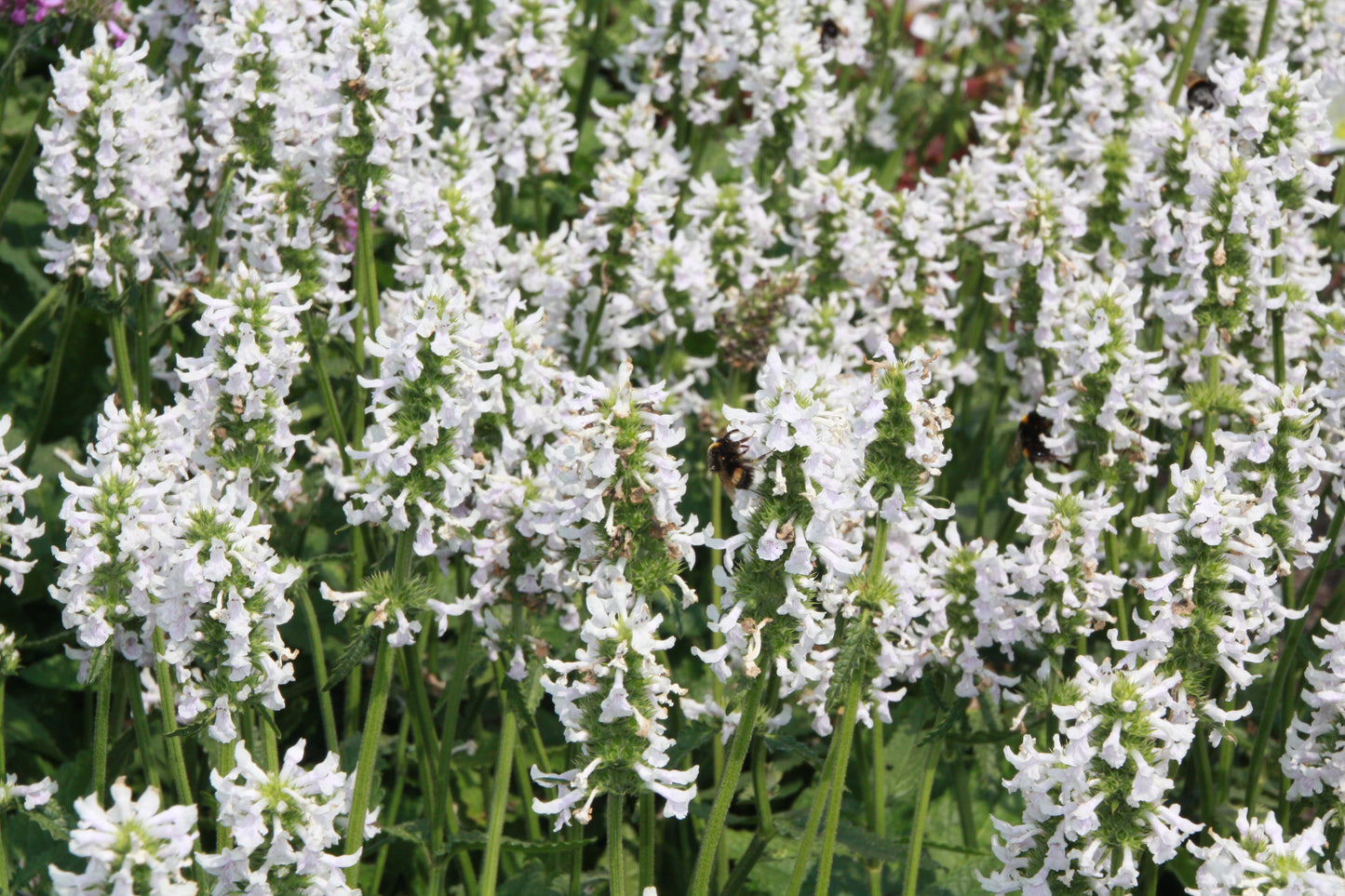Stachys officinalis 'Summer Snowcone'
