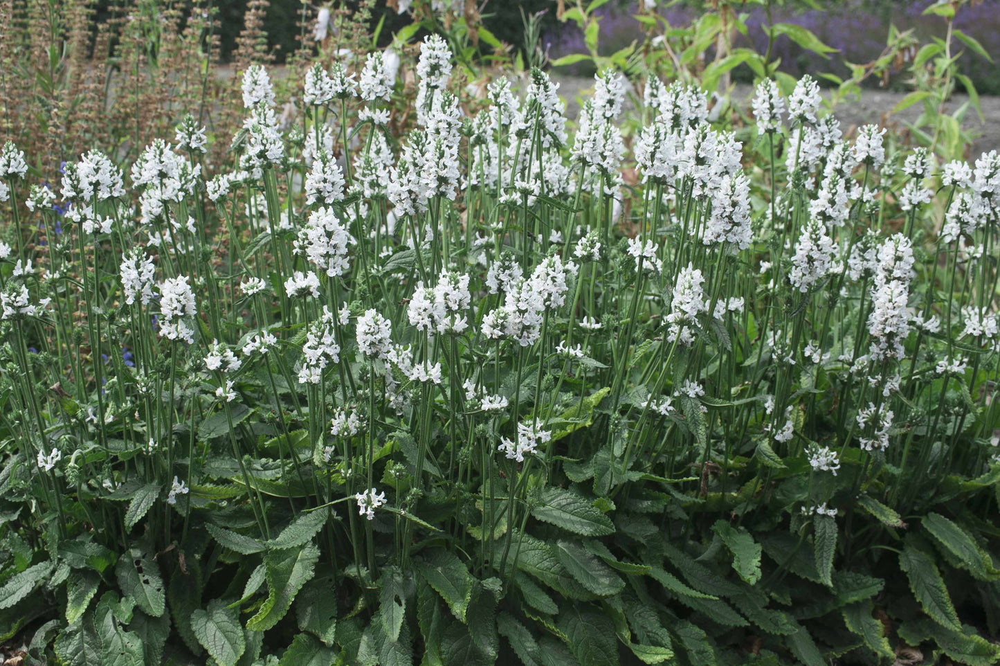 Stachys officinalis 'Summer Snowcone'
