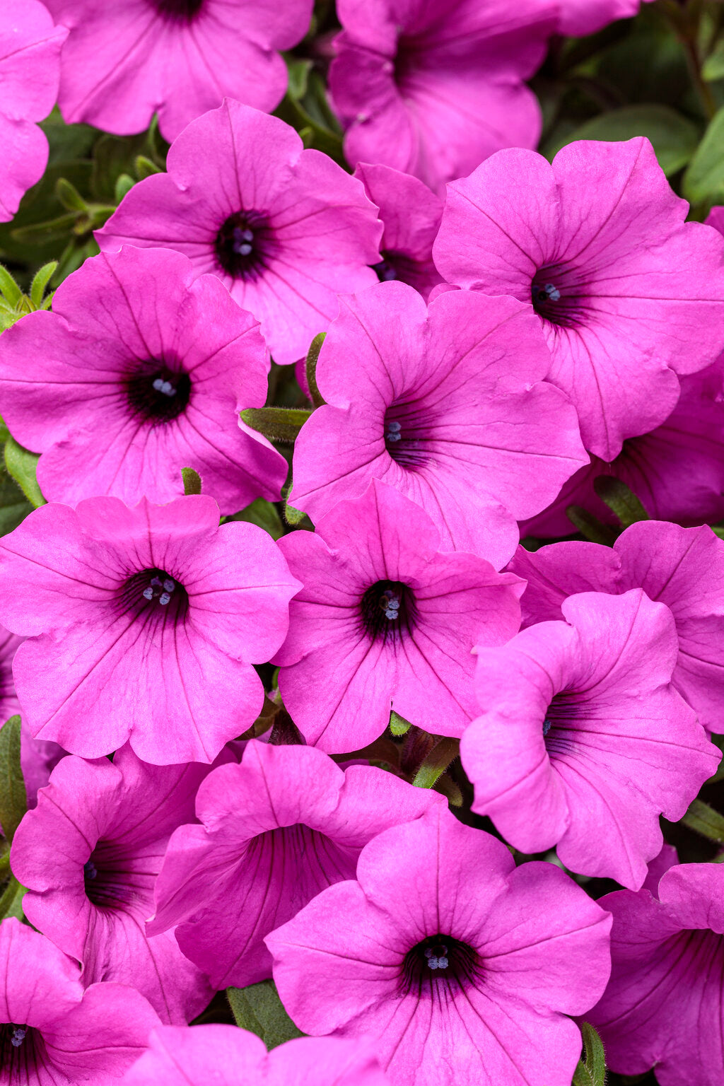 Petunia hybrid Supertunia Vista 'Jazzberry'