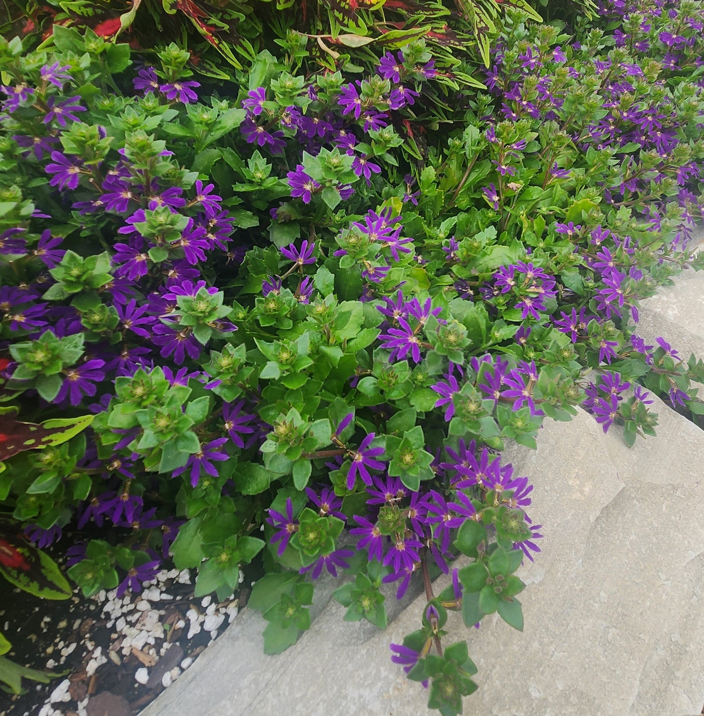 Scaevola aemula 'Surdiva Blue Violet' - NEW