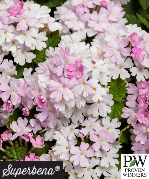 Verbena hybrid 'Superbena Pink Cashmere' - NEW
