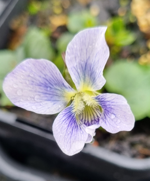 Viola odorata 'Freckles'