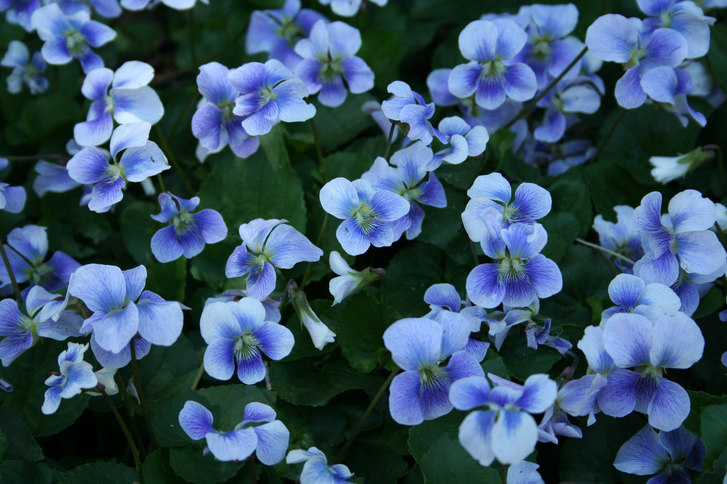 Viola odorata 'Freckles'